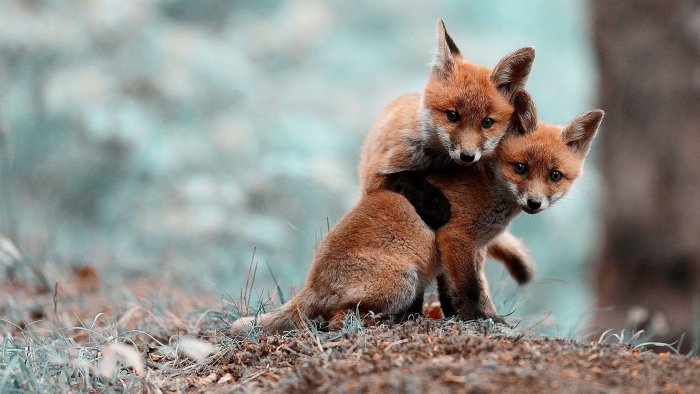 Fox Cubs