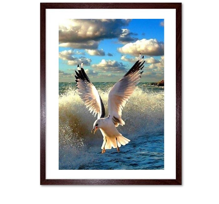 Gulls in Flight Framed Prints