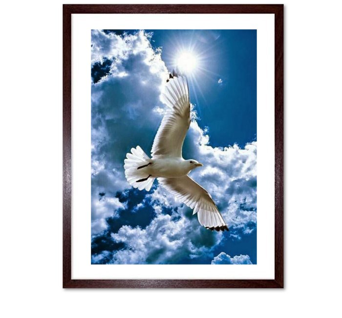 Gulls in Flight Framed Prints