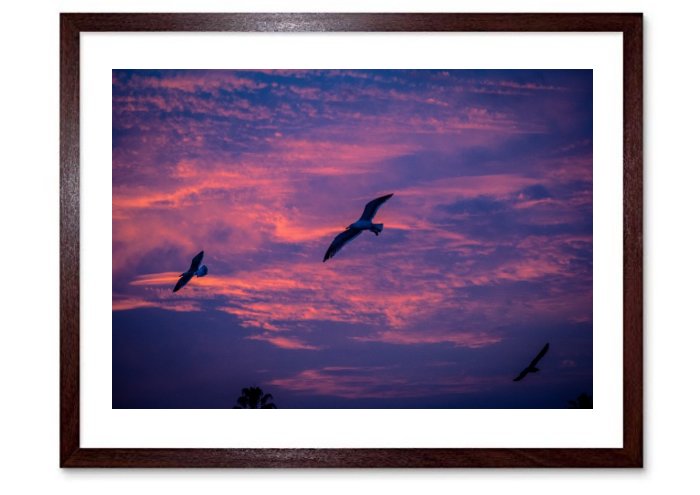 Gulls in Flight Framed Prints