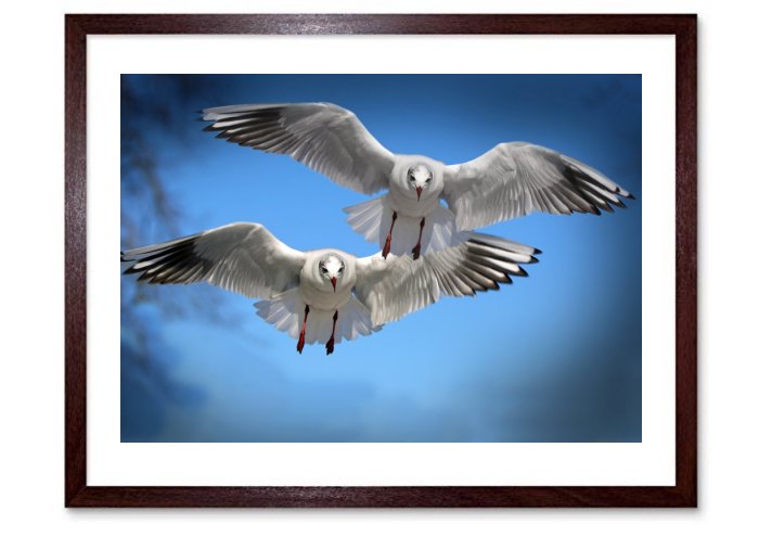 Gulls in Flight Framed Prints