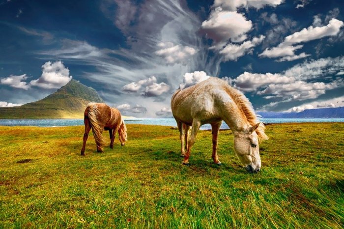 Grazing Horses