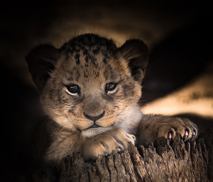 Lion Cub