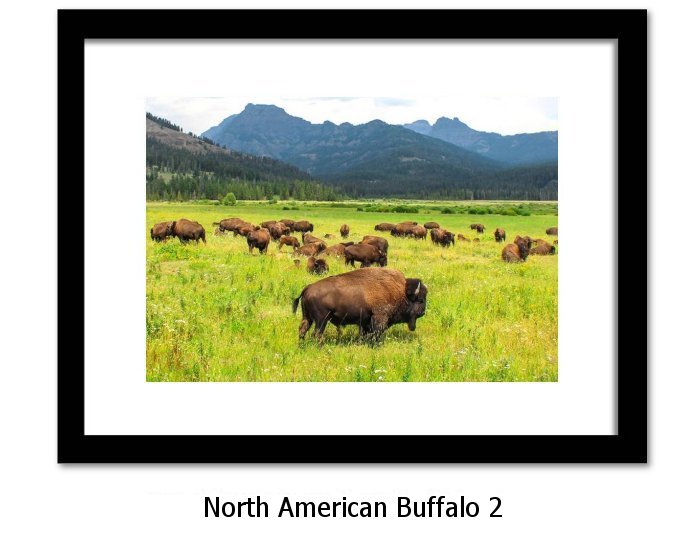 North American Buffalo Print