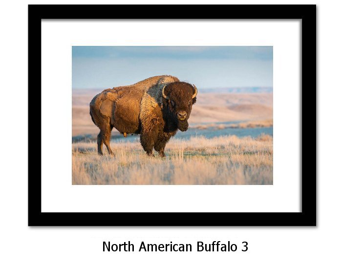 North American Buffalo Print