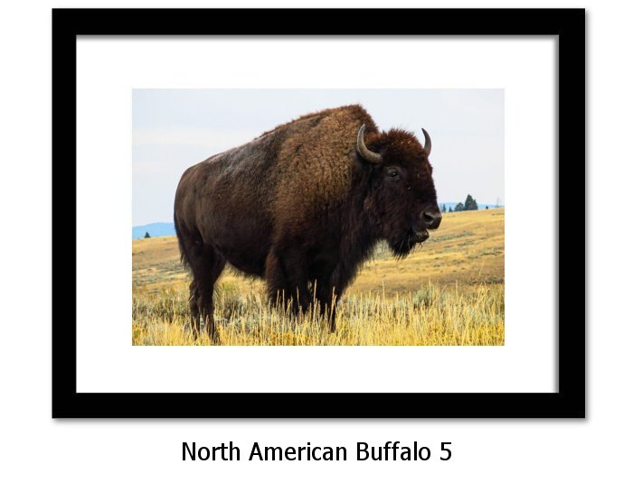 North American Buffalo Print