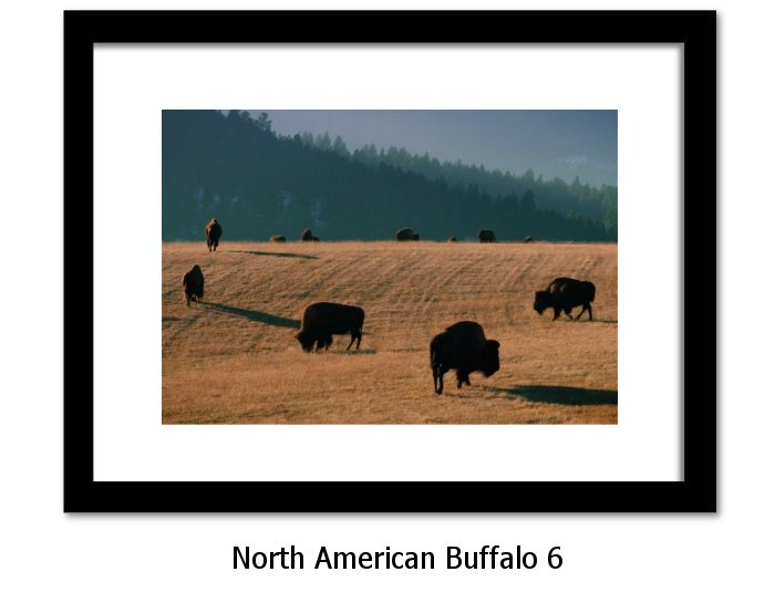 North American Buffalo Print