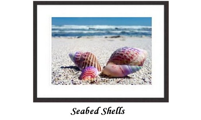 Seabed Shells