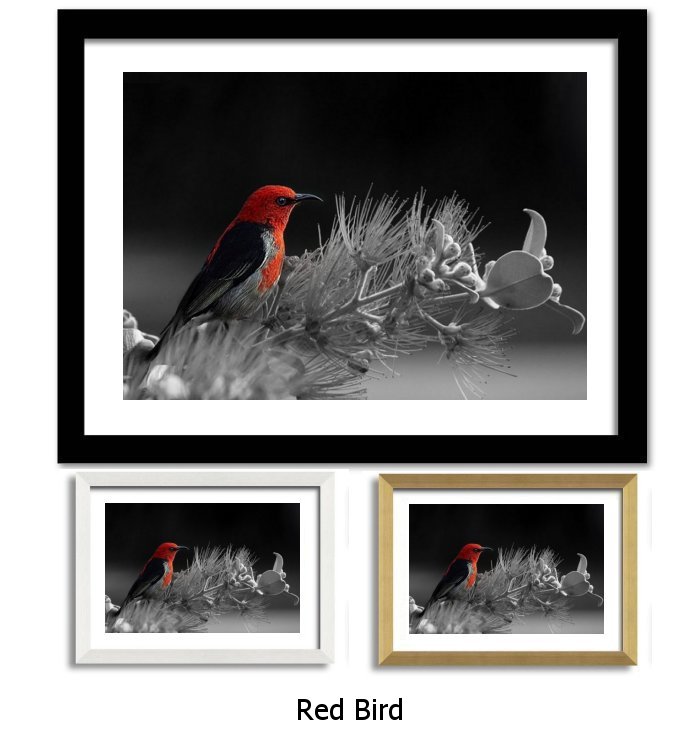 Red Bird Framed Print