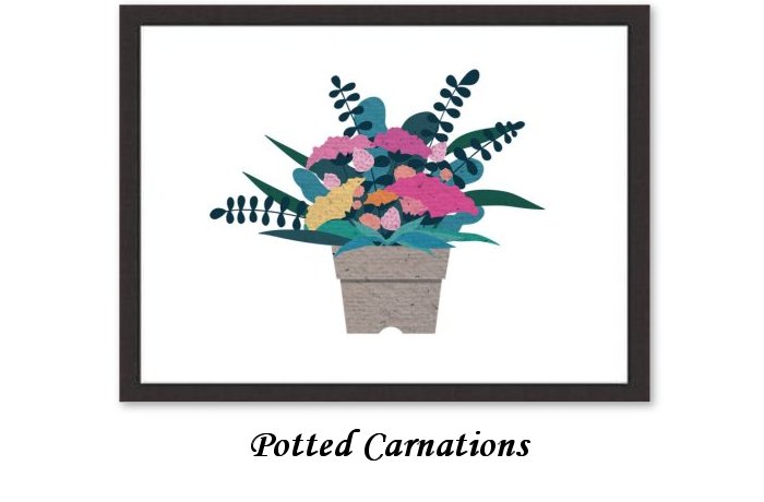 Potted Carnations Framed Prints