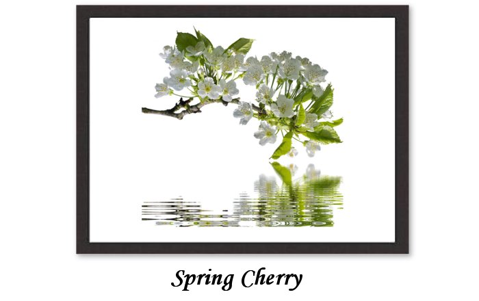 Spring Cherry Framed Print