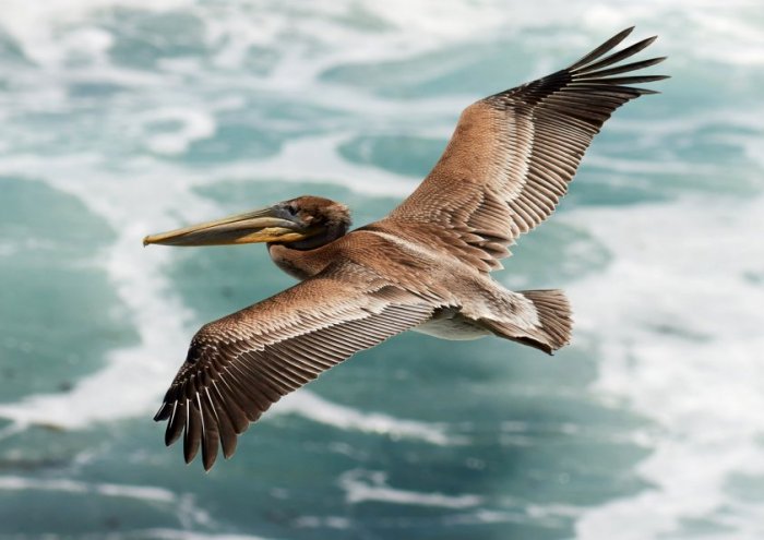 Pelican In Flight Framed Print