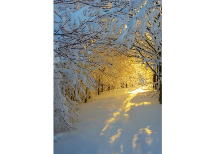 Winter Art Framed Print